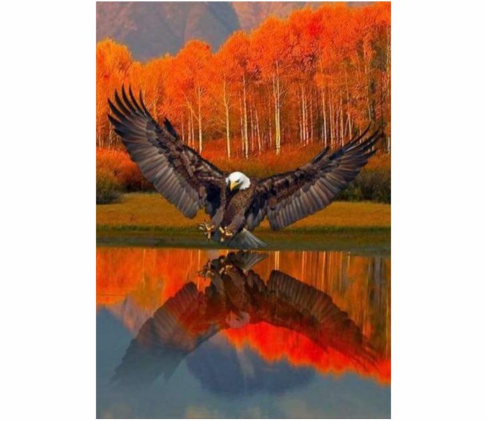 Bald Eagle In Autumn Setting  